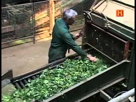 La cerveza Steinburg y su origen